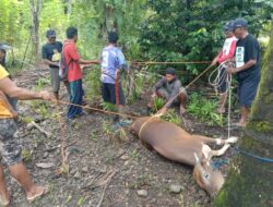 Bupati Irwan Sumbang Satu Ekor Sapi Untuk Warga Dusun Bonepute Desa Matano
