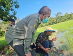 Pemkab Lutim Gelar Gerdal OPT Penggerek Batang Padi di Dua Poktan