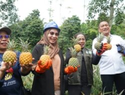 Study Visit Pandu Juara Lutim Berlanjut Ke Sentra Perkebunan Nanas Kediri