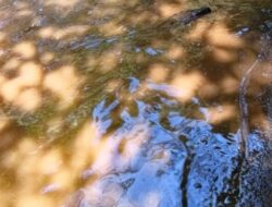 Minyak MFO Kembali Bermunculan di Sungai Menuju Danau Towuti